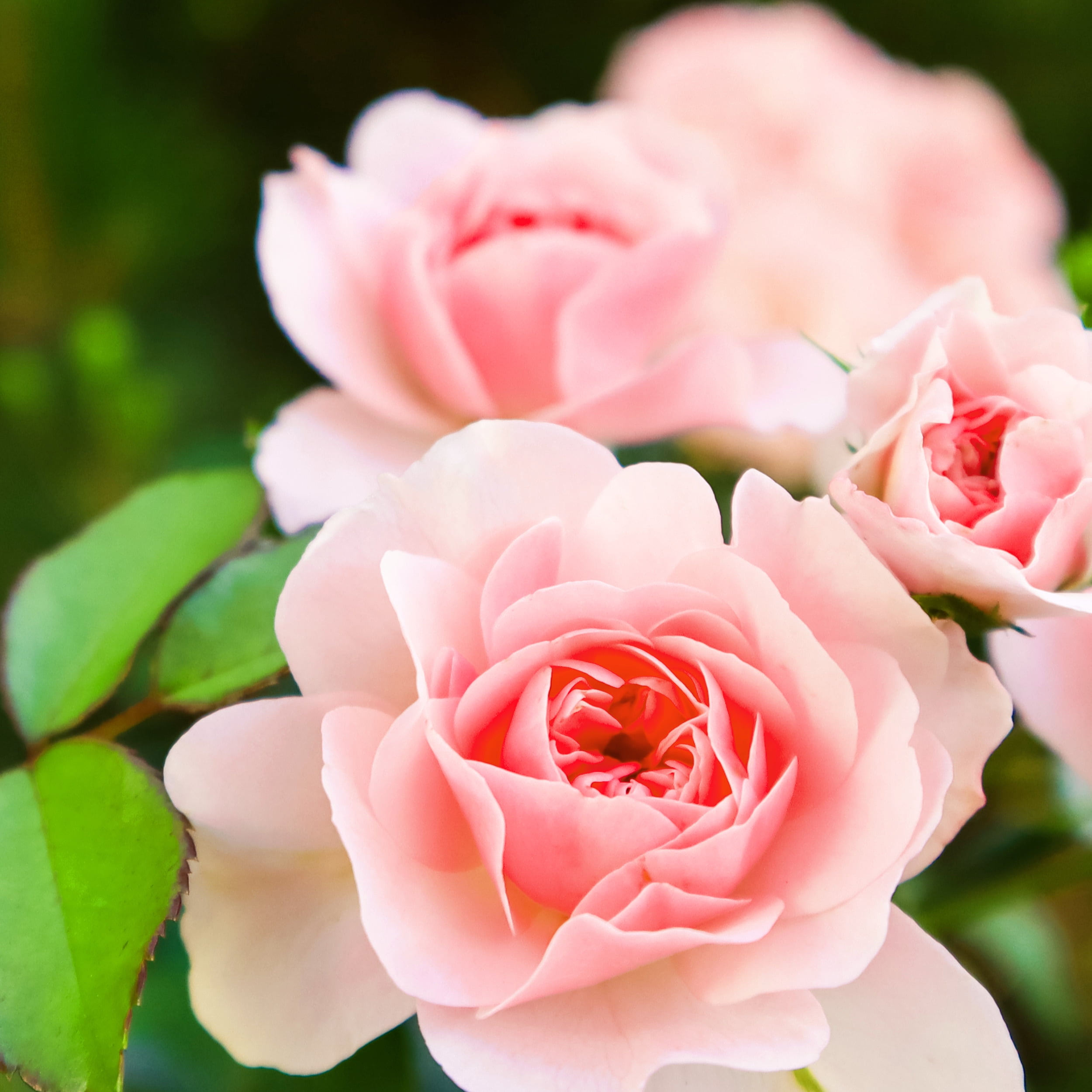 Herbal Essences Rose Hips Smooth Shampoo, All Hair Types, 13.5 fl oz - Image 5